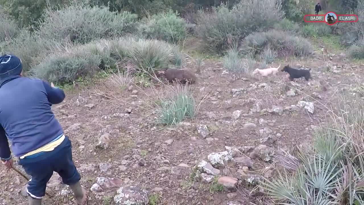 **Chasse : Top 5 Tir au Sanglier , BEST Of 5 Wild Boar Hunting**