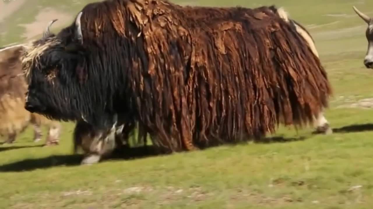 The yak's hair is like a war horse in its armor!