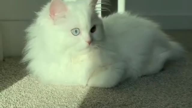 Baby cats cute cats funny videos compilation #shorts