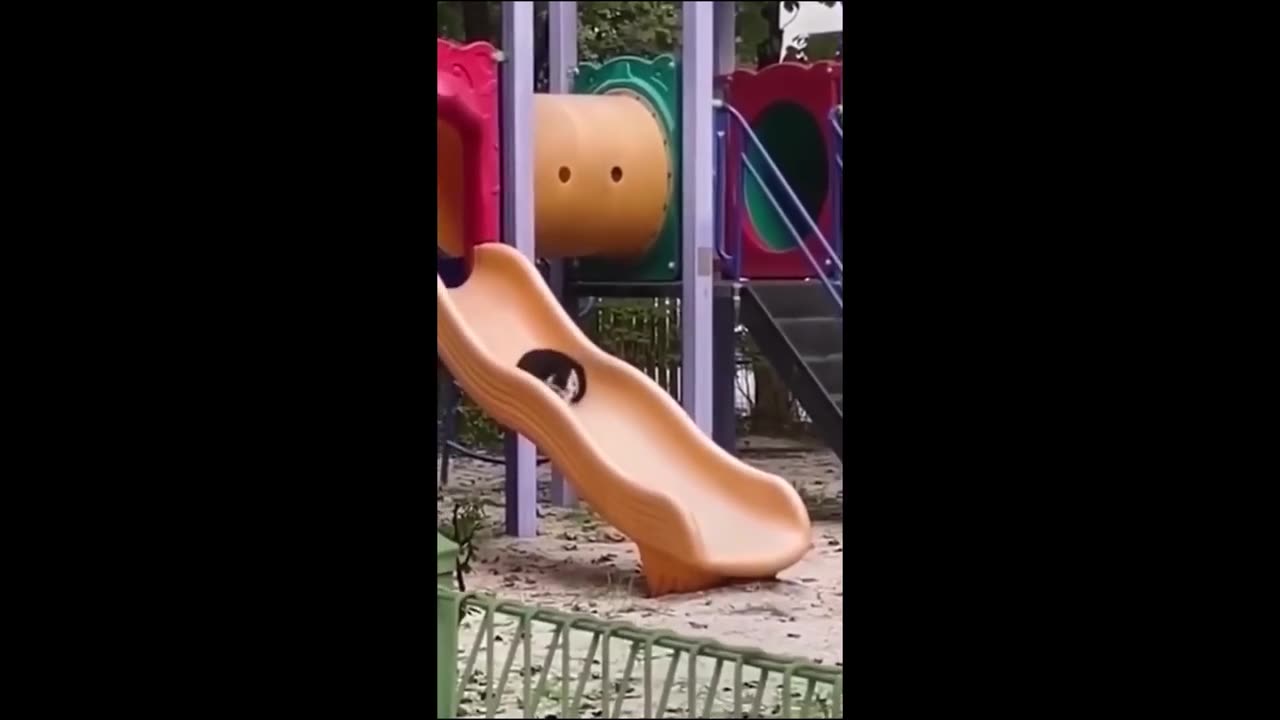Funny animal videos 2023 - Funny cats_dogs - Funny animals