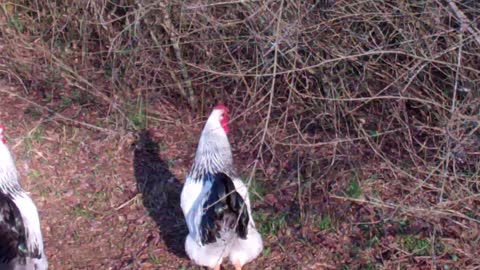 5 minutes of quite redneck chicken time, meet and greet edition