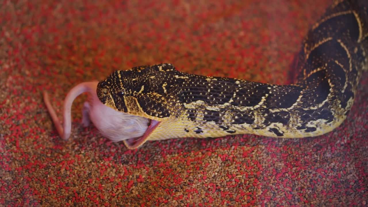 Snake eating a mouse, rat snake that subdues its prey by constriction. Closeup feeding