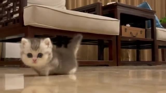 Funny cats