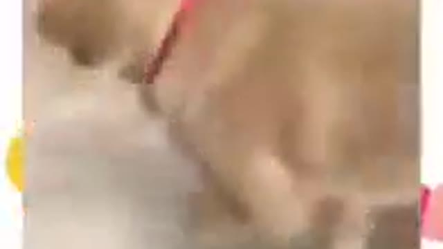 Dog is very scard🤣🤣