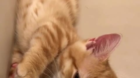 video of cats cute