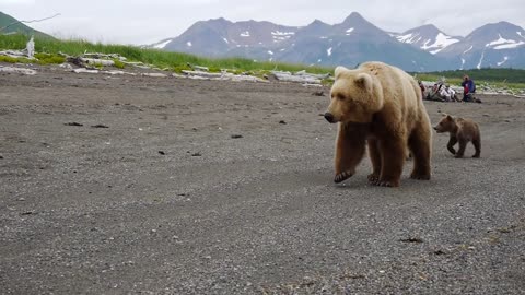 Reactions to CLOSE BROWN BEAR