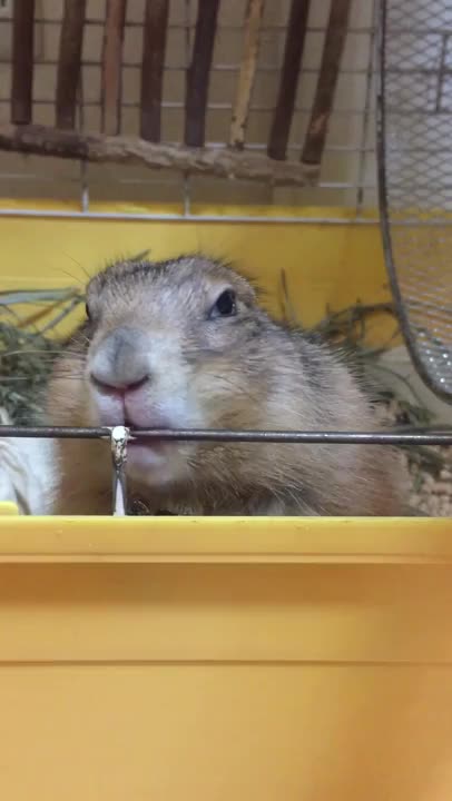 Gopher nibbles a wand