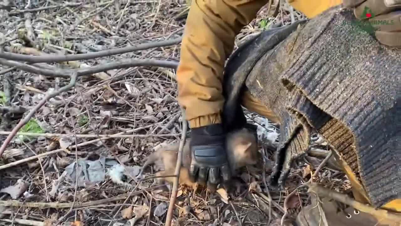 Fox got rescued