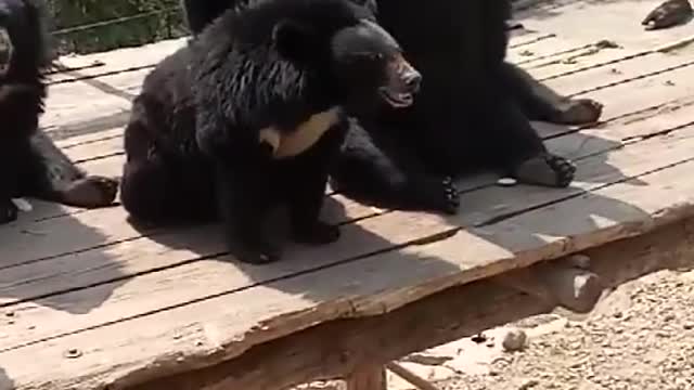 Visit the zoo and enjoy Brother Black Bear.