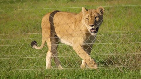 Man Saved A Baby Lion, Look How The Lion Reacted Years Later