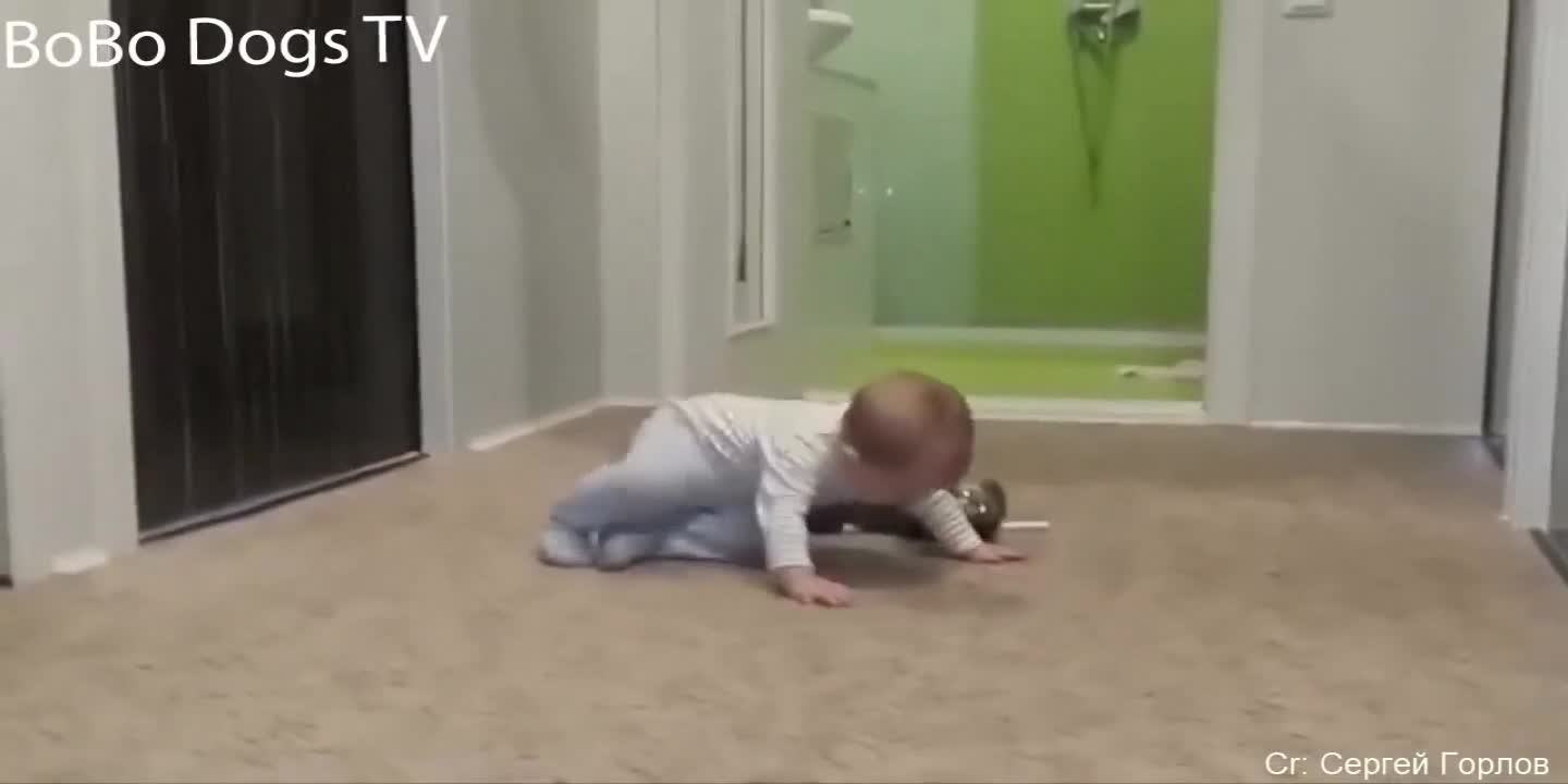 funny video dogs and kids funny video and animal funny video