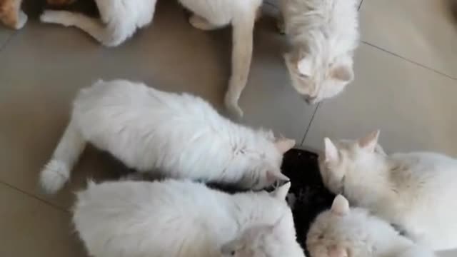 Cats who don't love their home will always decide to leave in the end, that's how I am