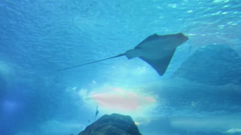 The sharks