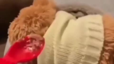 Cats & Dogs Trying To Be Cute & Funny - #25 - #shorts - June - Funny - Comedy -