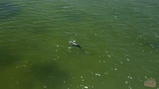 Dolphins Captured with Drone Amazing DJI Air 2s 4K