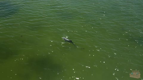Dolphins Captured with Drone Amazing DJI Air 2s 4K