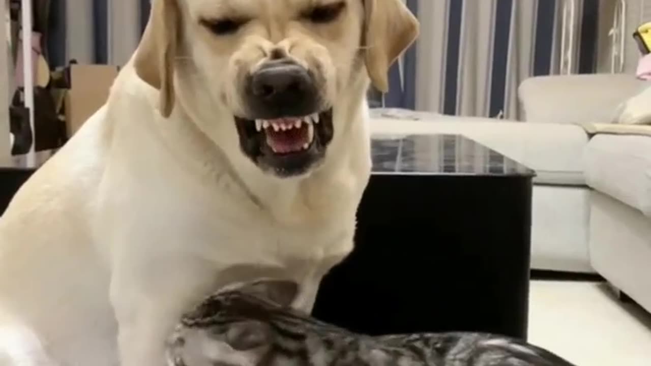 Funny video cat and dog