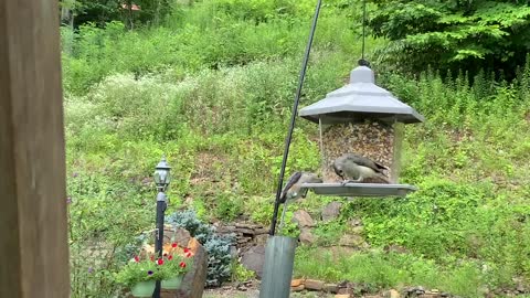 🦅 NW NC Bird feeder Bird watching Nature sounds #3 North Carolina High country Appalachia 🏔