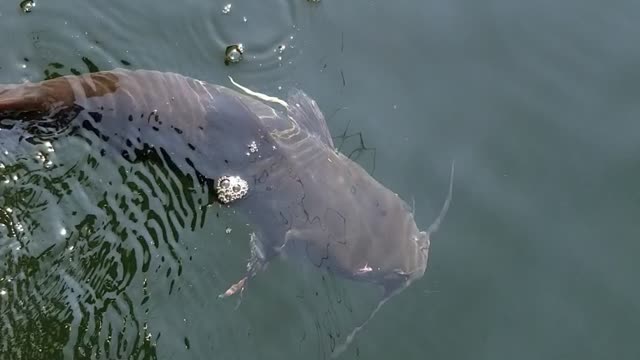 Yellowtail Montana Catfish