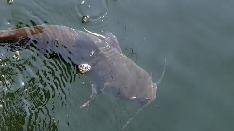 Yellowtail Montana Catfish