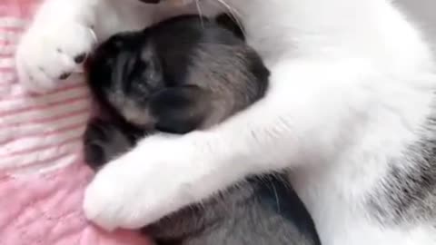 Cat and dog share the same fur and eye colors