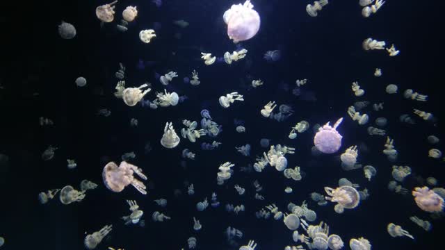 #Tiny little cute JELLYFISH #