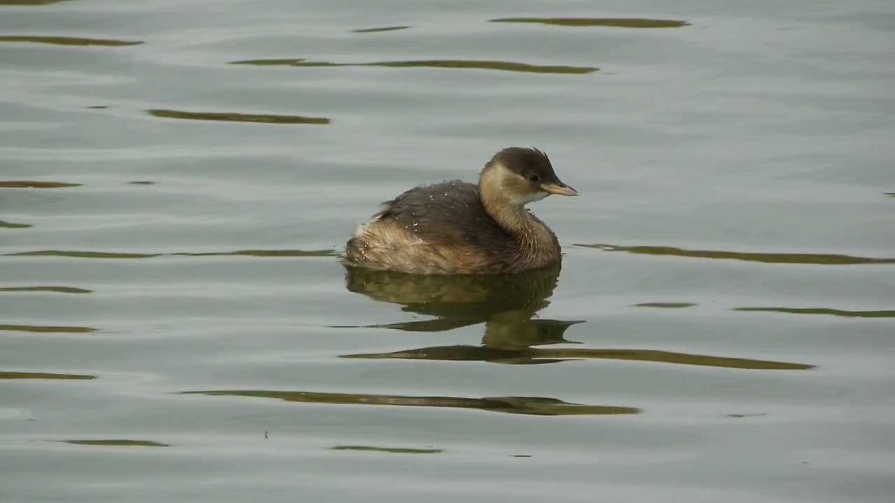 Little Grebe Rye Nature Reserve