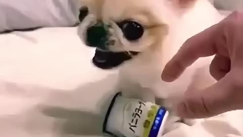 Cute puppy dog