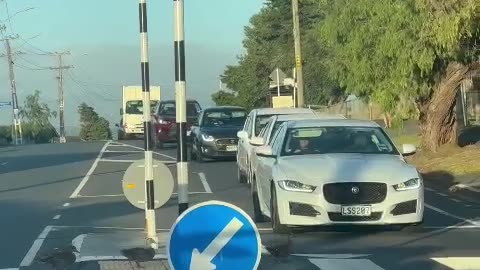 Ducks Politely Use Crosswalk