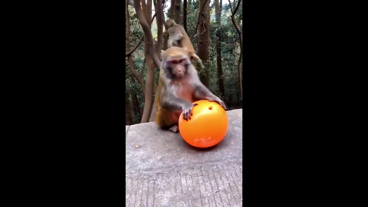 Cute Monkey Playing With a Balloon (Watch Till End)