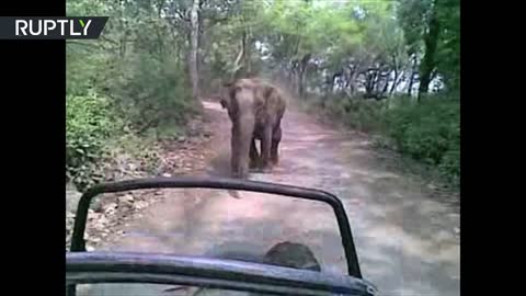 Lion elephant vs jeep- elephant chasing Jeep with tourists.