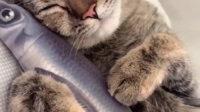 Very funny and cute cat nice 2021