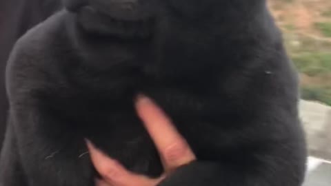 A pure black puppy. I love it