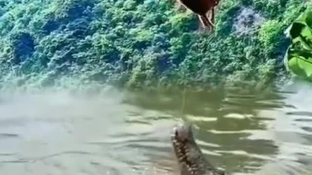 OMG bless monkey from a crocodile