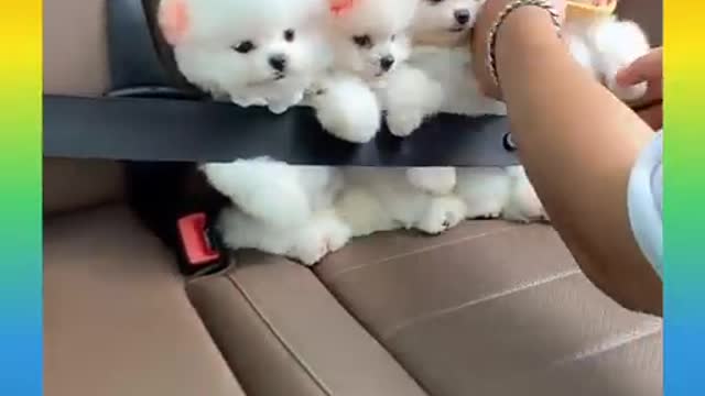 How cute are 4 baby dogs sitting in the car with seat belts?