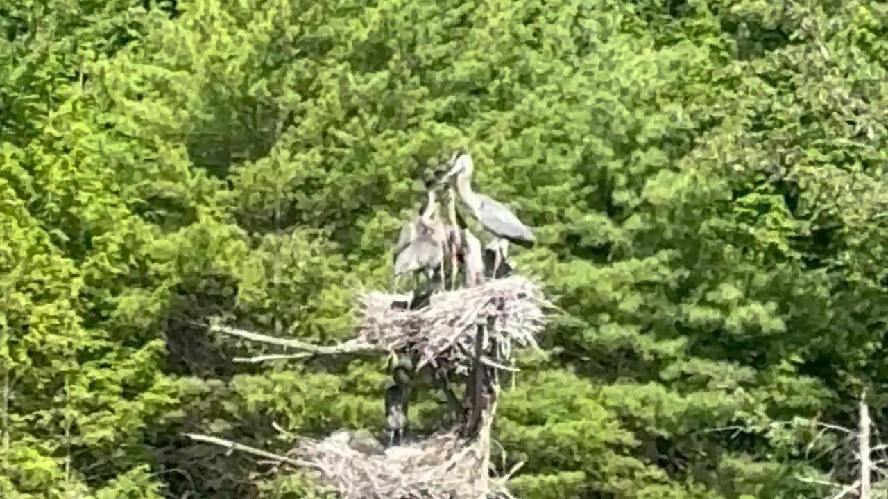 New Hampshire blue heron with babies