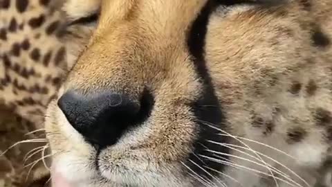 Man caresses a cute leopard and it reacts like this 😱😍