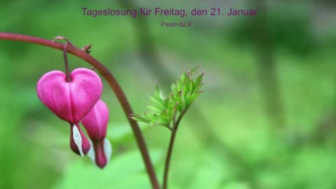 Tageslosung für Freitag, den 21. Januar