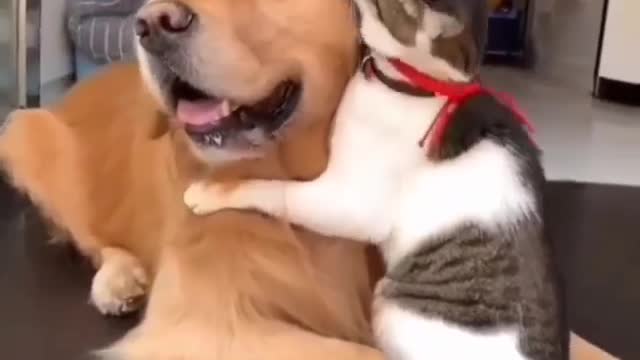 Funny Cat and Dog Videos Compilation