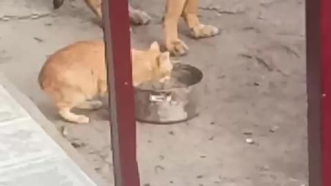 my cat funny
