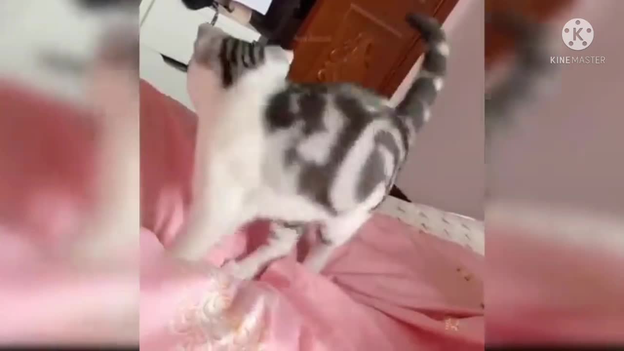 cute cat playing in the bed