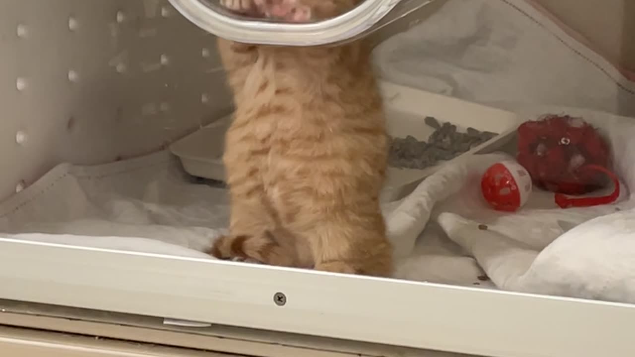 Tiny Kitten Does Air Biscuits at the Vet