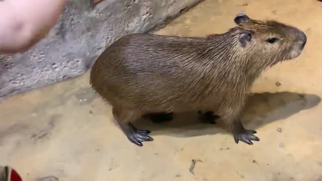 It is Capybara who escaped from the house.