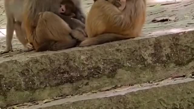 naughty monkey to his sister