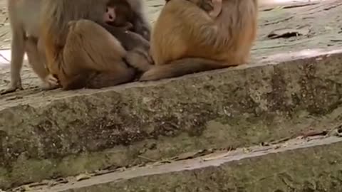 naughty monkey to his sister