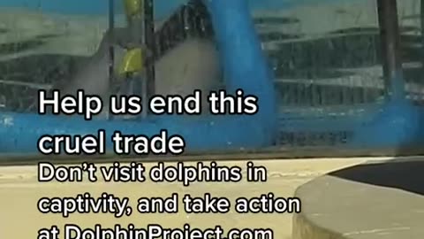 Dolphin Tracking and capturing for evil cabal