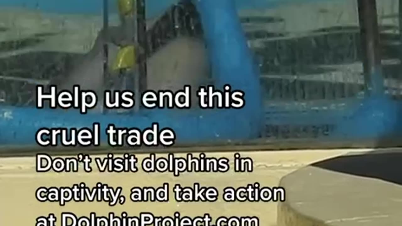 Dolphin Tracking and capturing for evil cabal