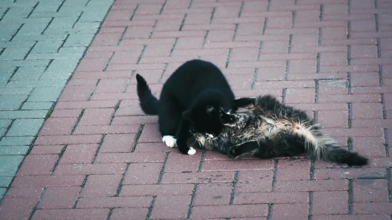 Playing cats on the street