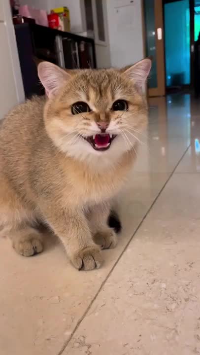 Angry Cat #cat #shorts