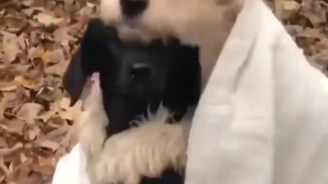 Cute funny small dog With friend